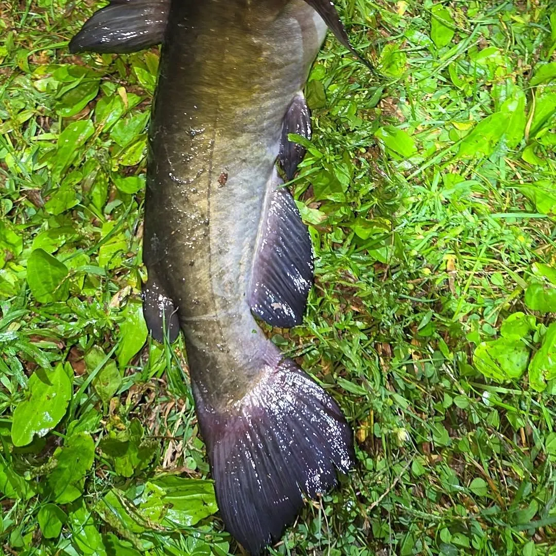 Black bullhead caught on Fishbrain