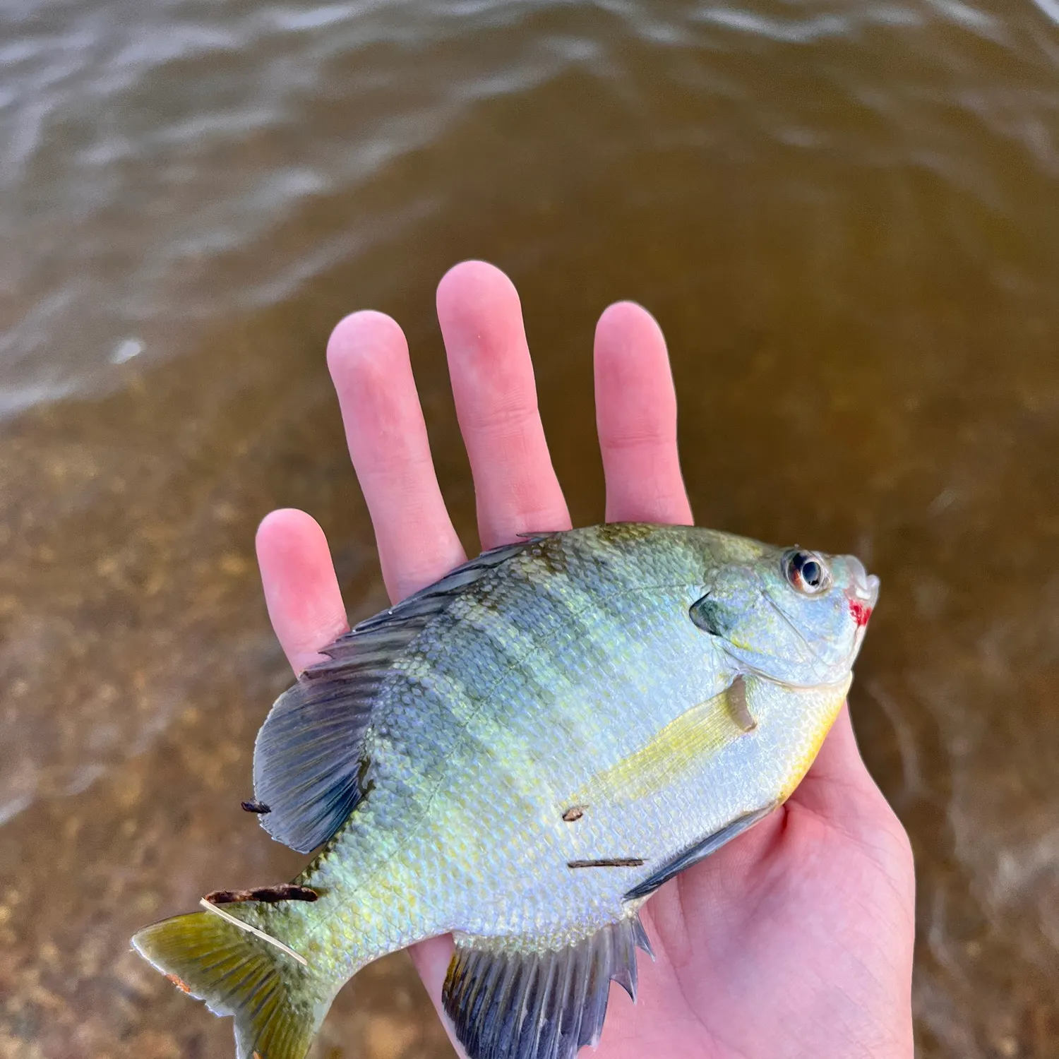angler catch