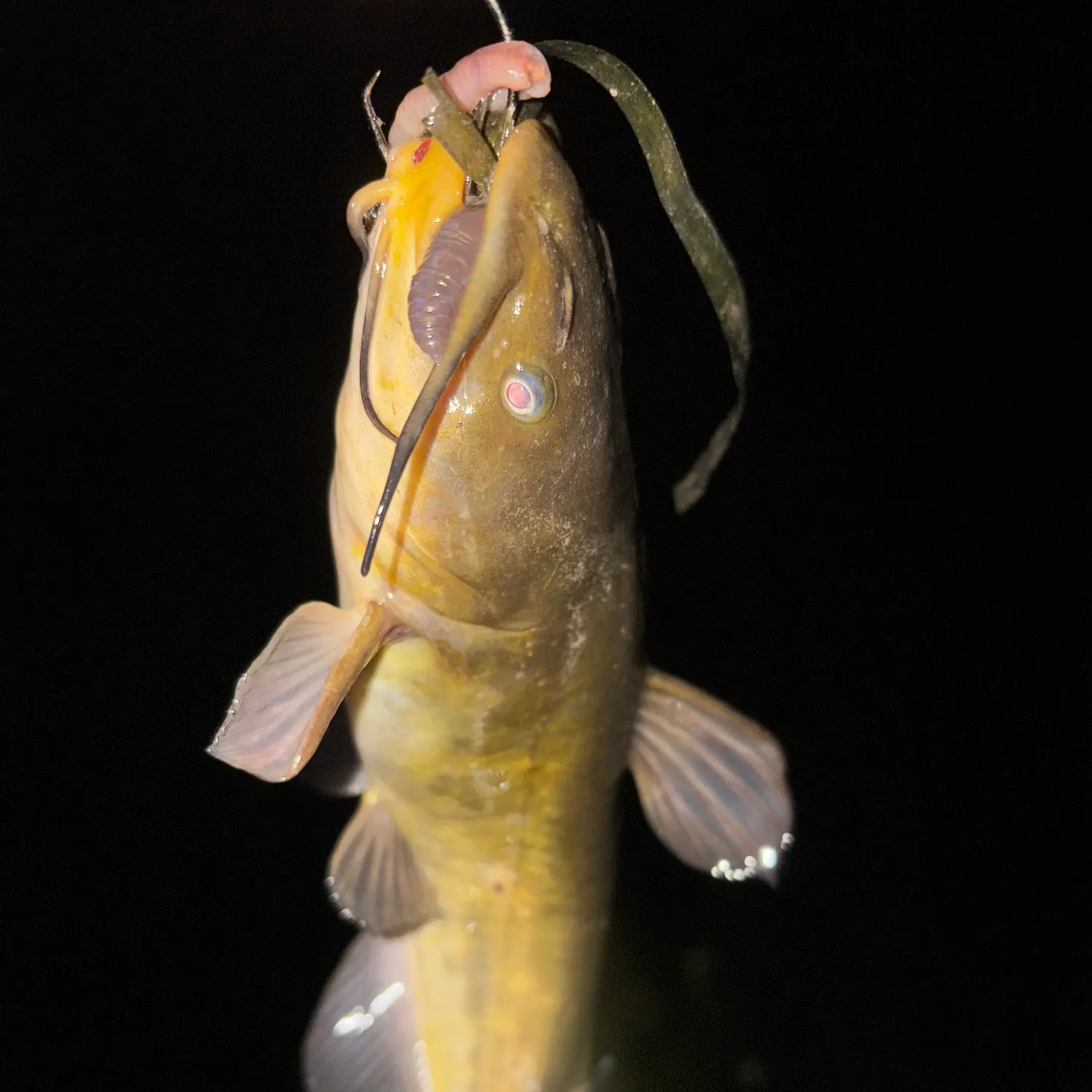 Brown bullhead caught on Fishbrain