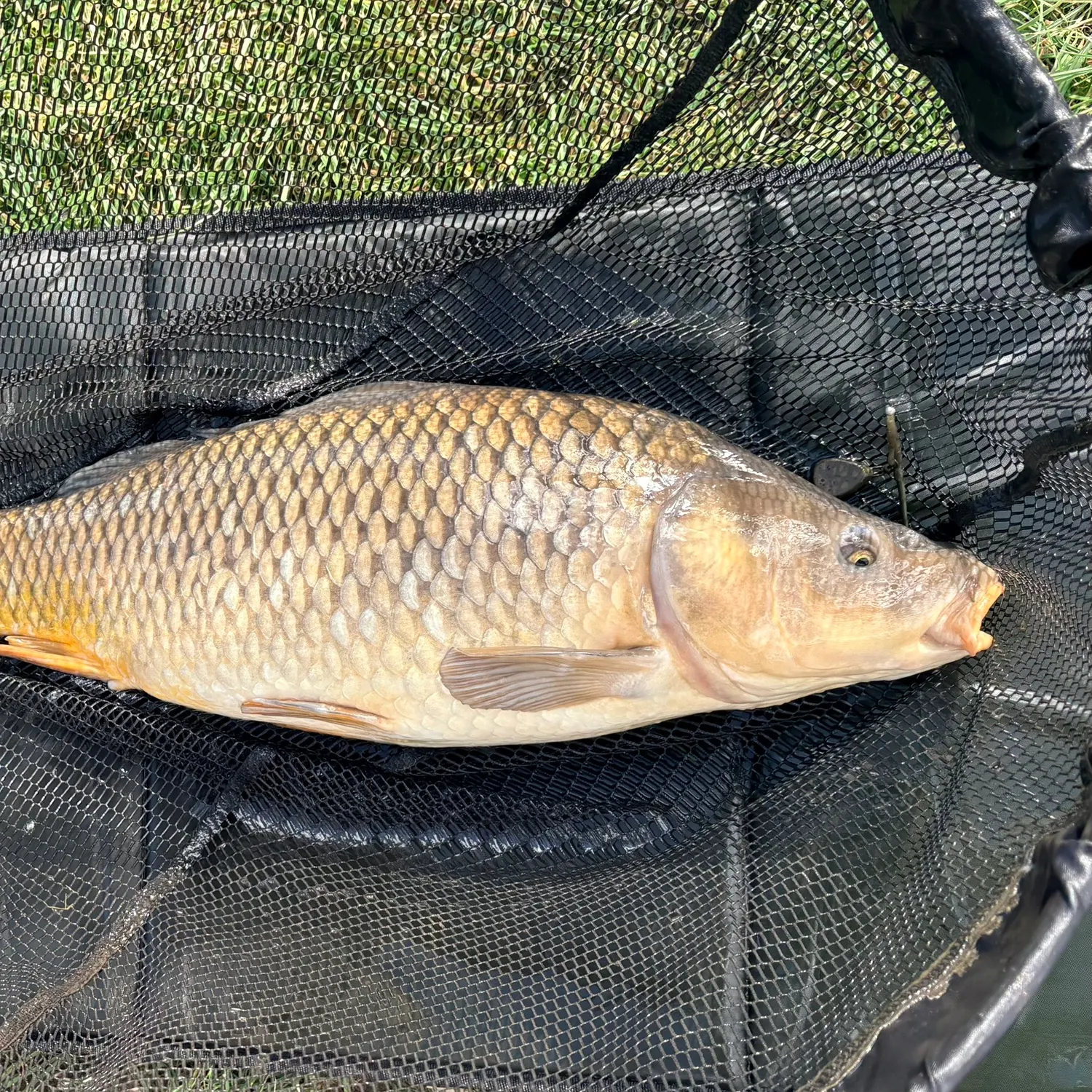 Common carp caught on Fishbrain