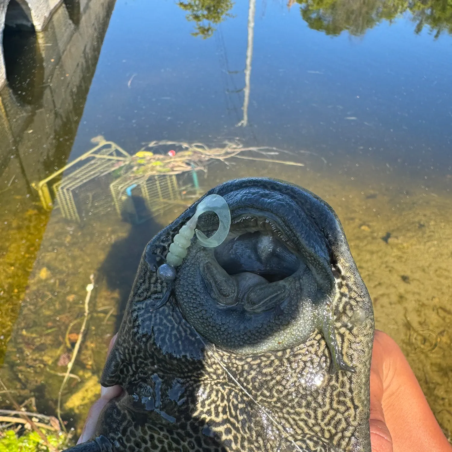 The most recent Amazon sailfin catfish catches on Fishbrain