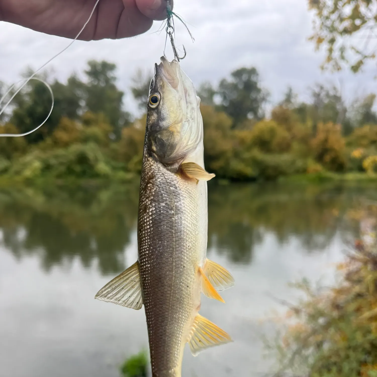Northern pikeminnow caught on Fishbrain