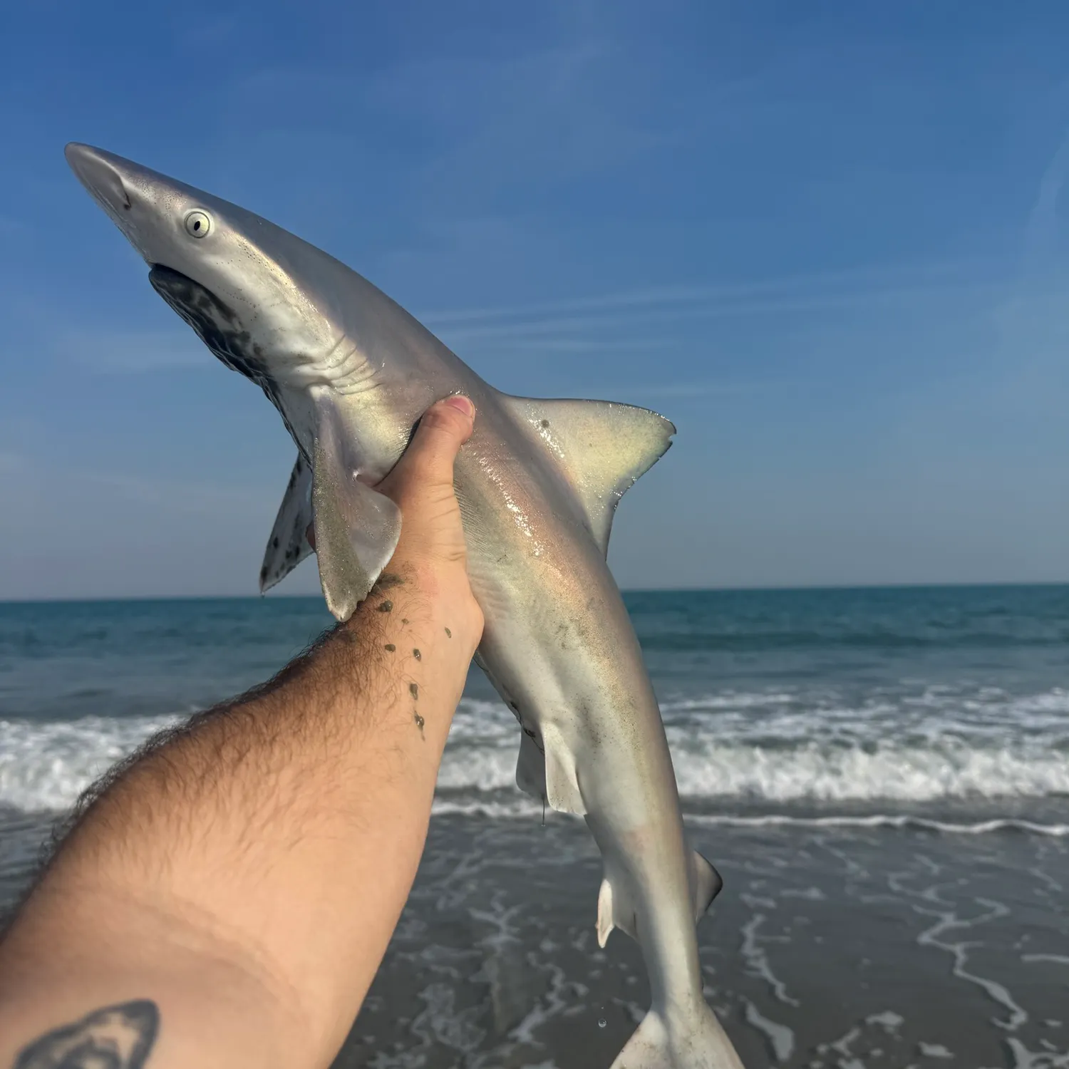 The most recent Sandbar shark catches on Fishbrain