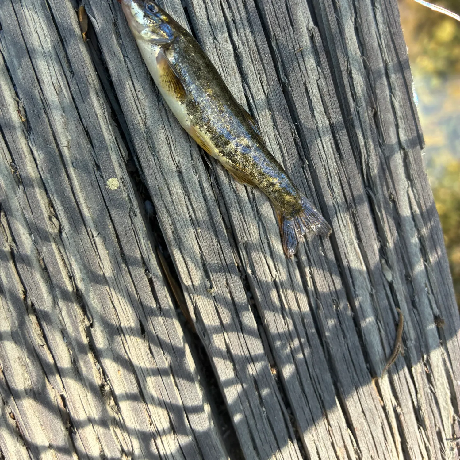 The most recent Longnose dace catches on Fishbrain