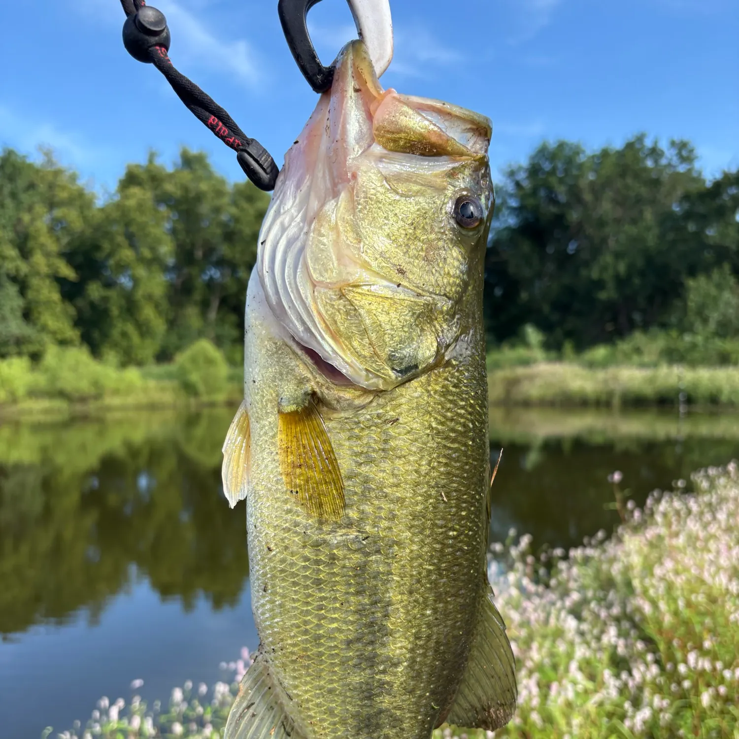 Largemouth bass caught on Fishbrain