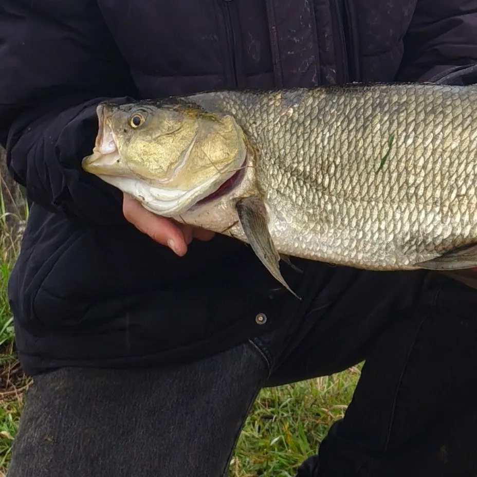Asp caught on Fishbrain