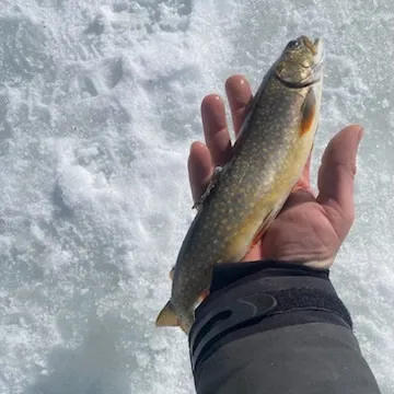 angler catch