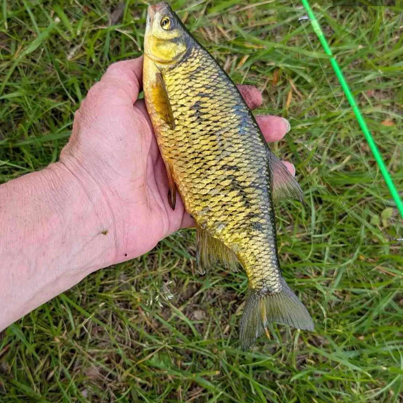 The most recent Golden shiner catches on Fishbrain
