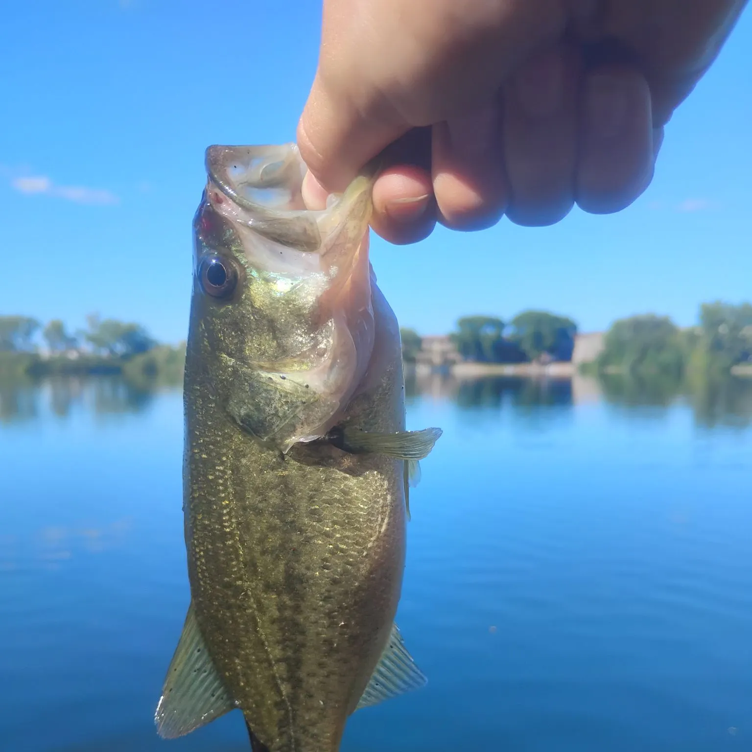 Fish caught on Fishbrain