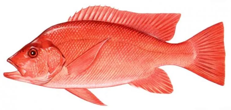 Malabar blood snapper