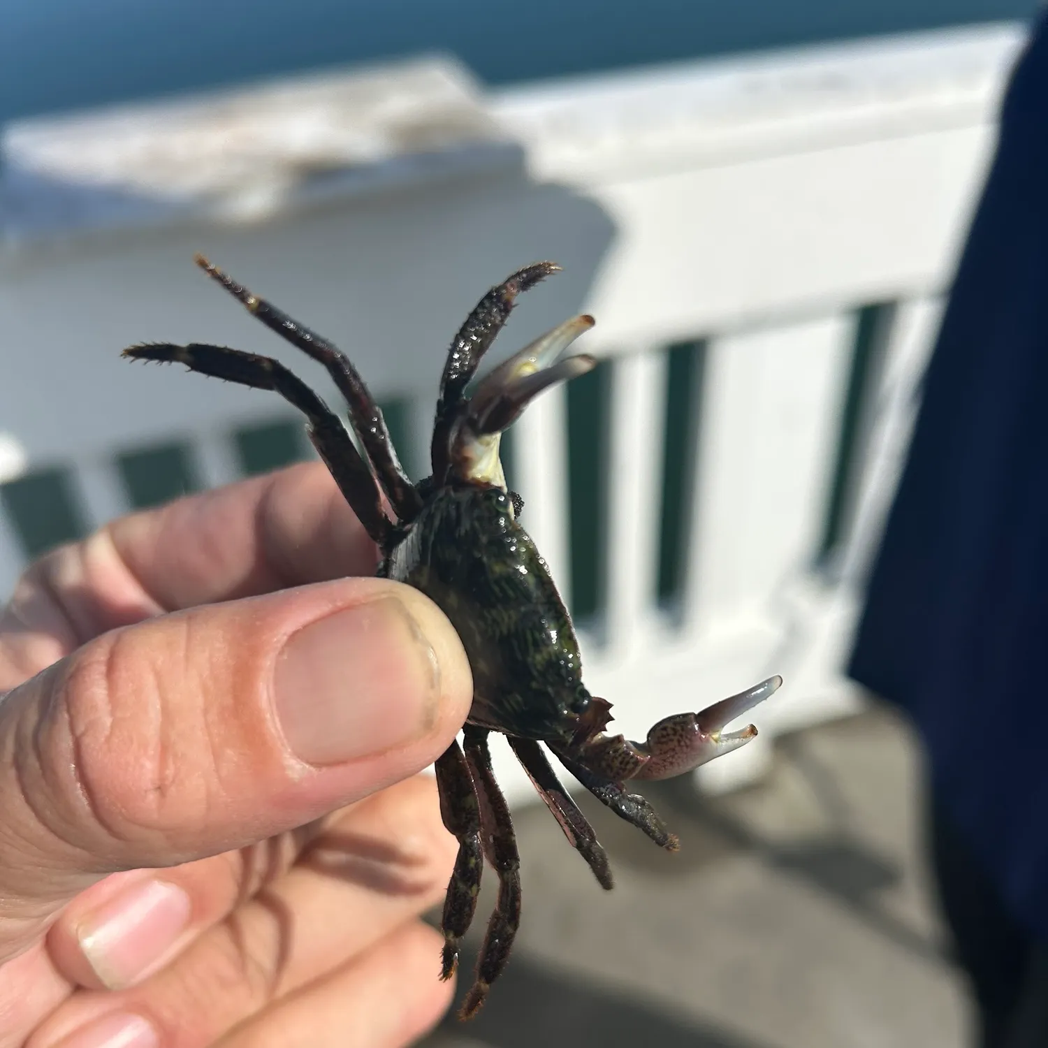 The most recent Thin-shelled rock crab catches on Fishbrain