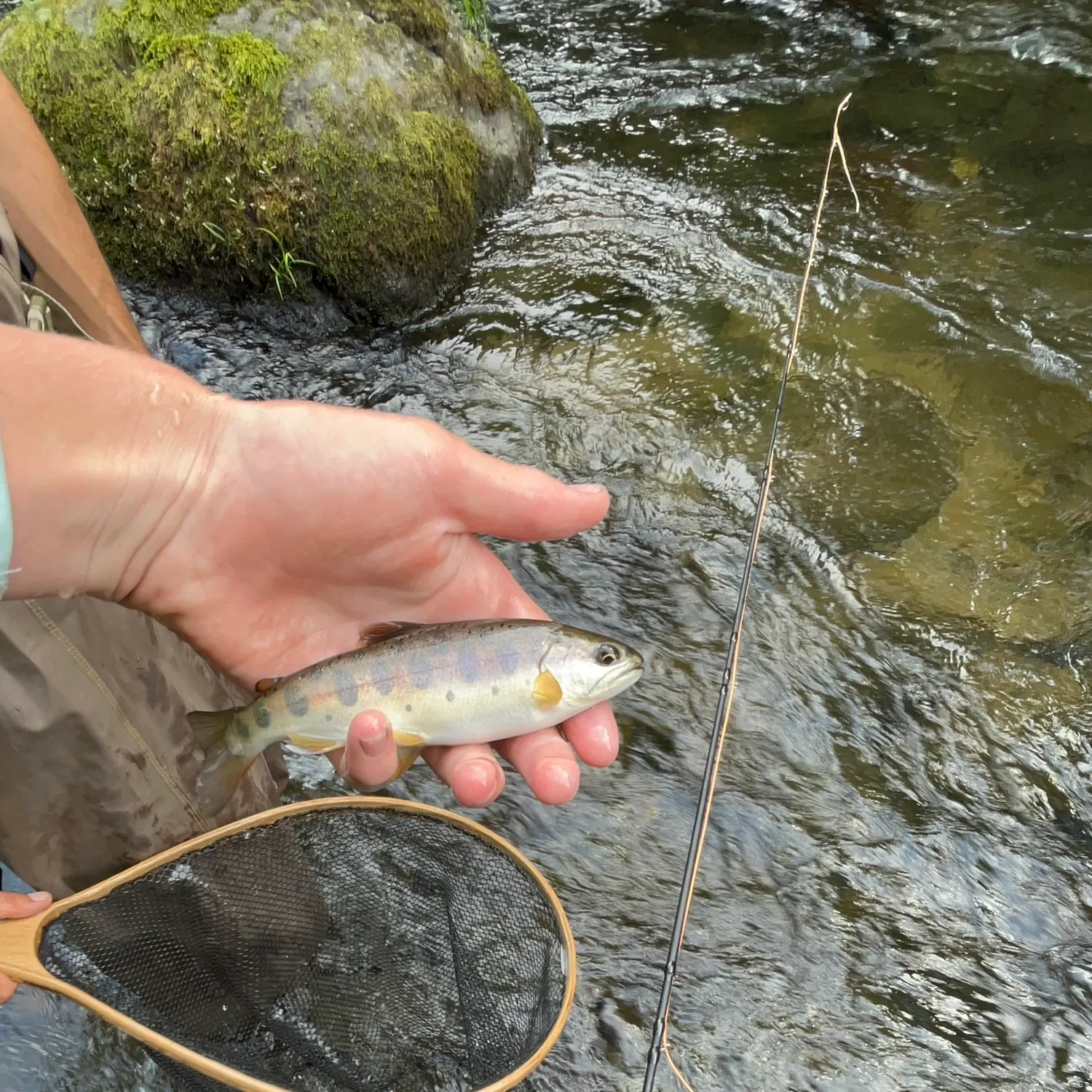 The most recent Cherry salmon catches on Fishbrain