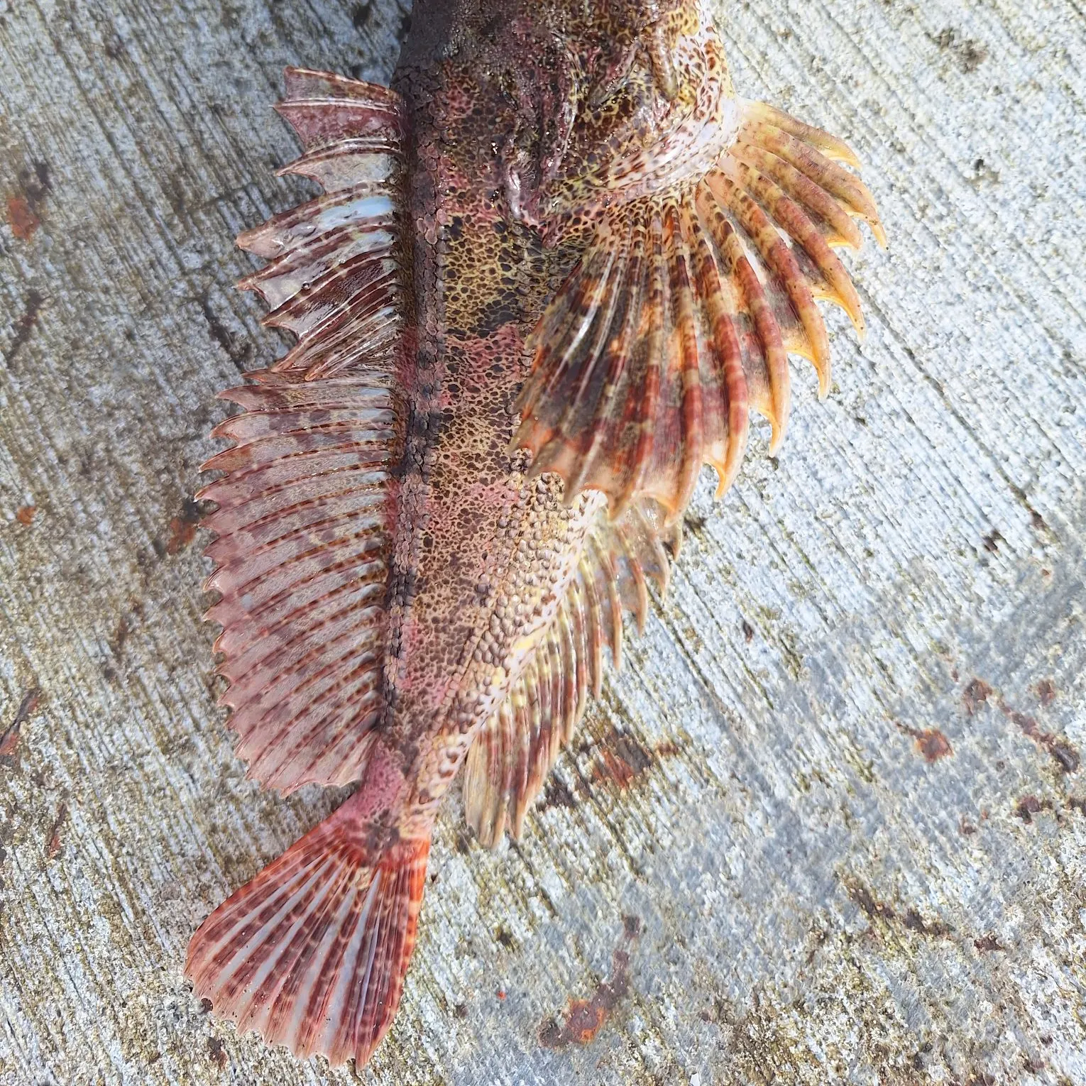 The most recent Red Irish lord catches on Fishbrain