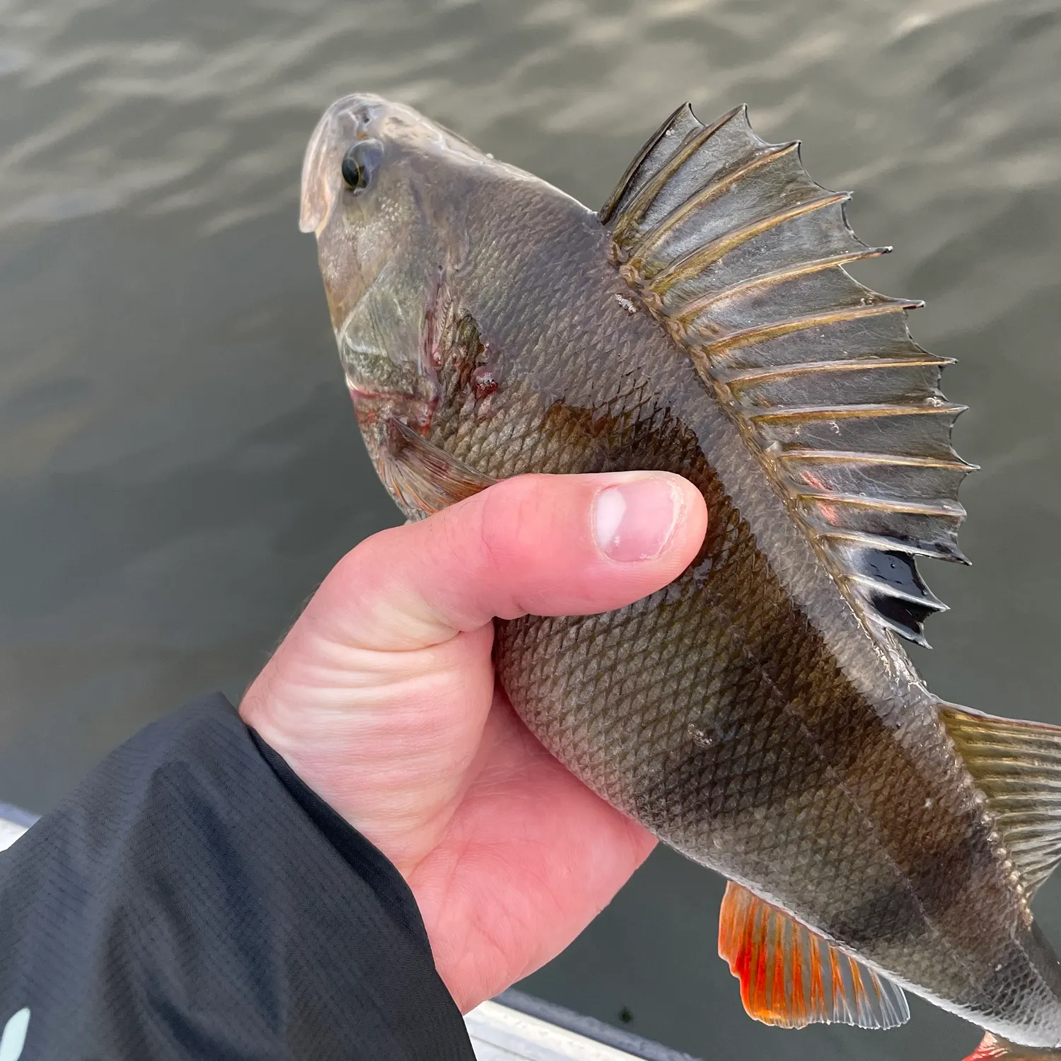 European perch caught on Fishbrain