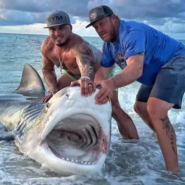 The most recent Tiger shark catches on Fishbrain