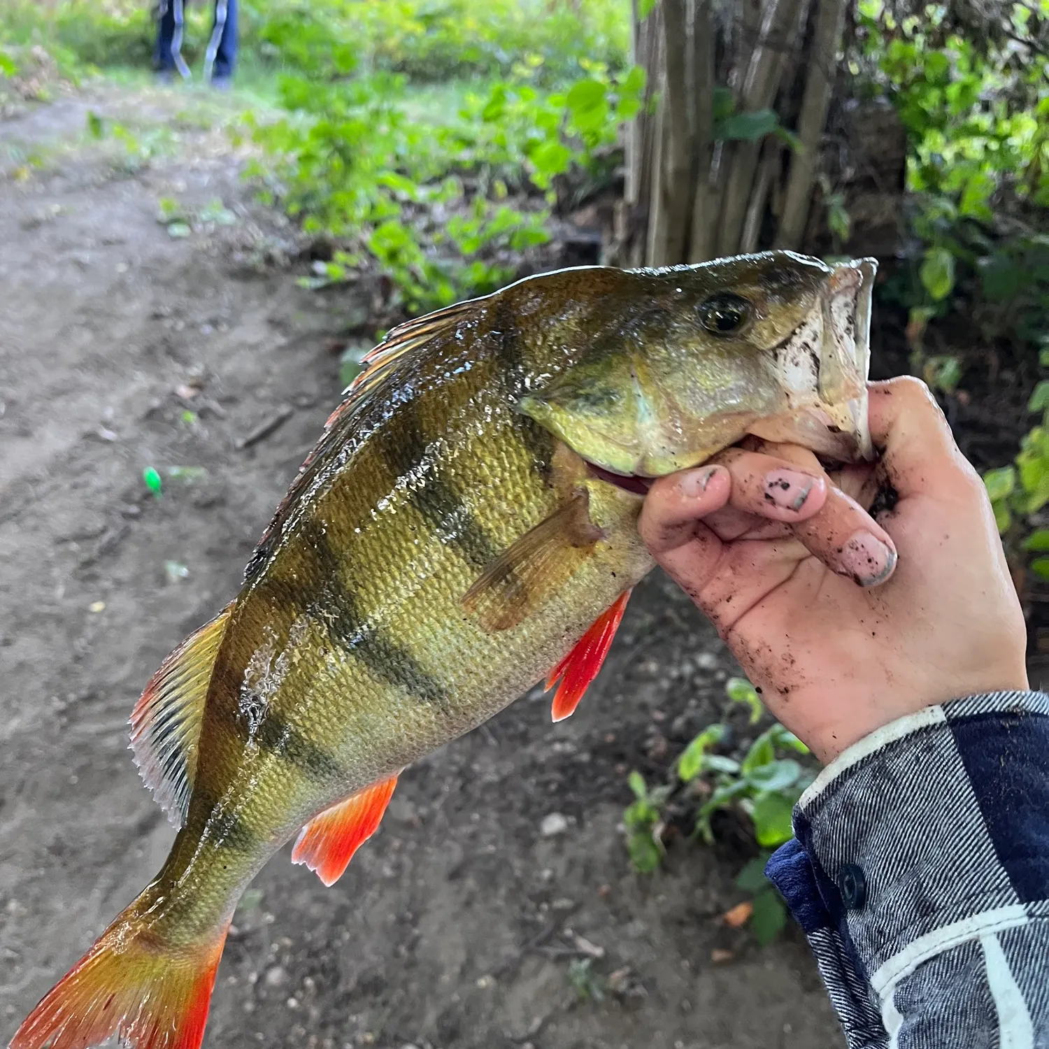 European perch caught on Fishbrain