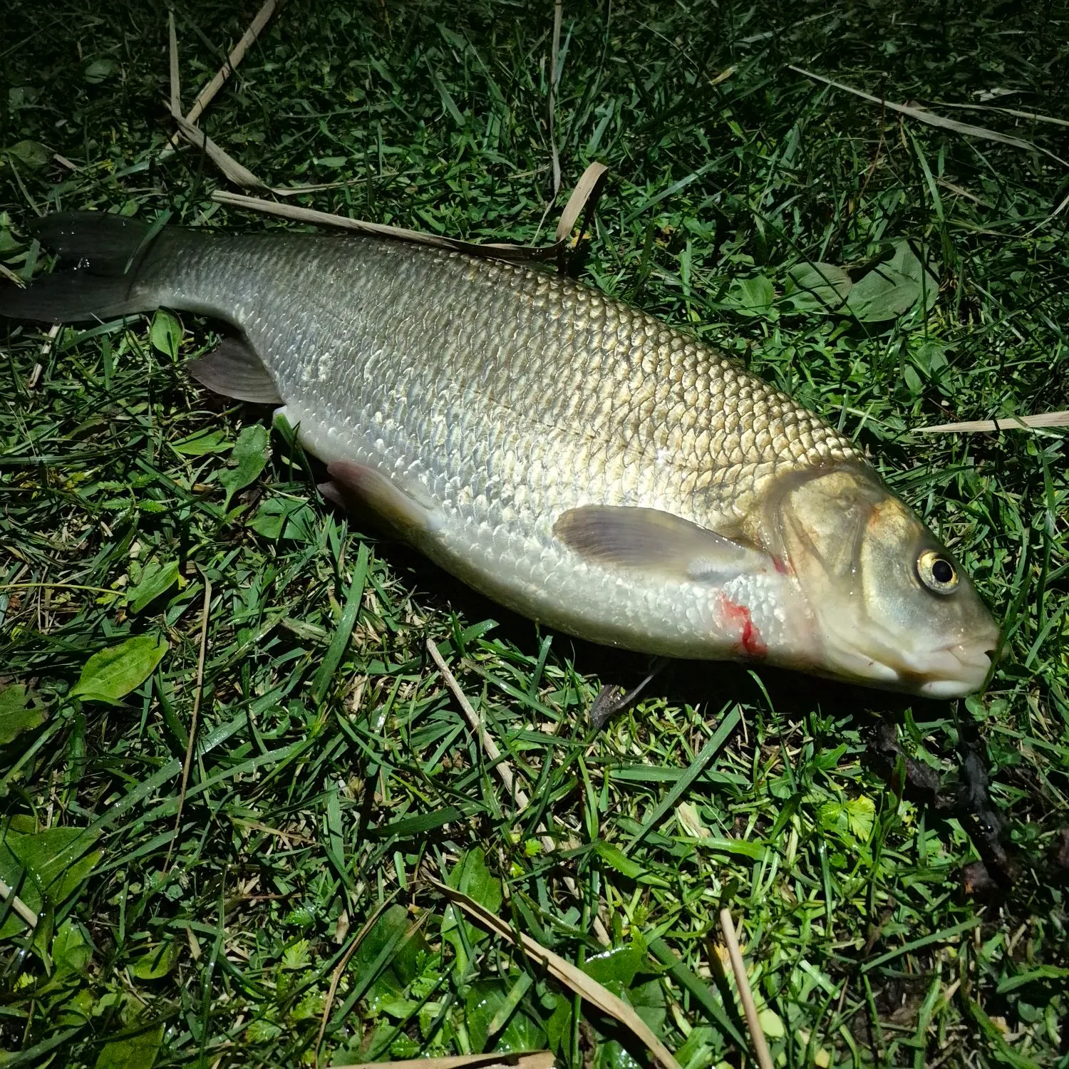 The most recent Ide catches on Fishbrain