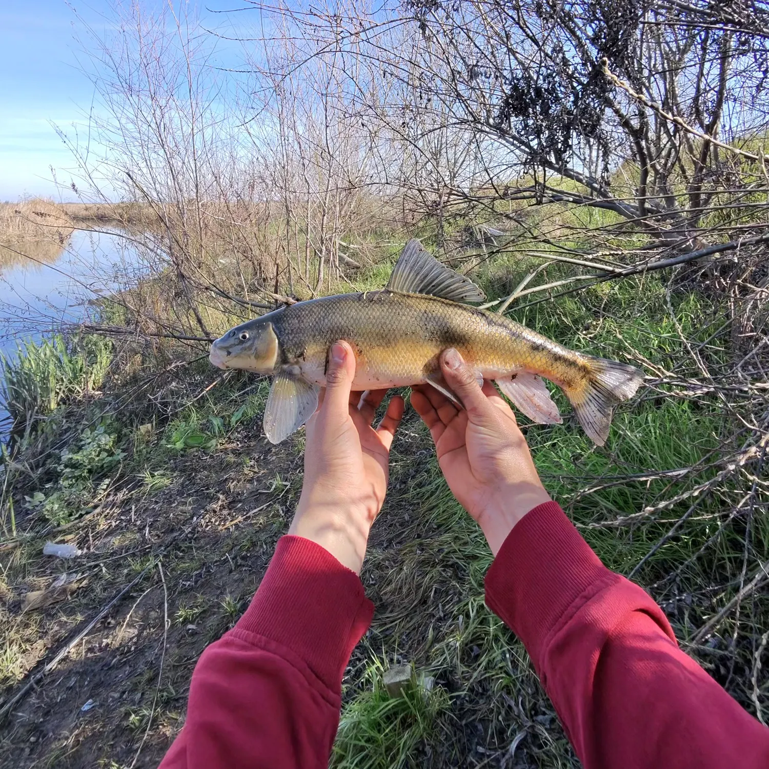 The most recent Sacramento sucker catches on Fishbrain