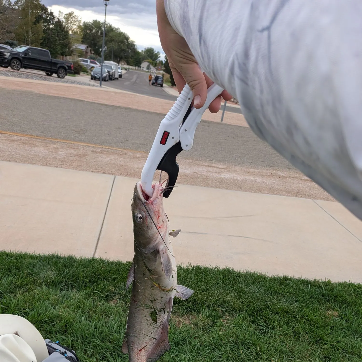 Channel catfish caught on Fishbrain