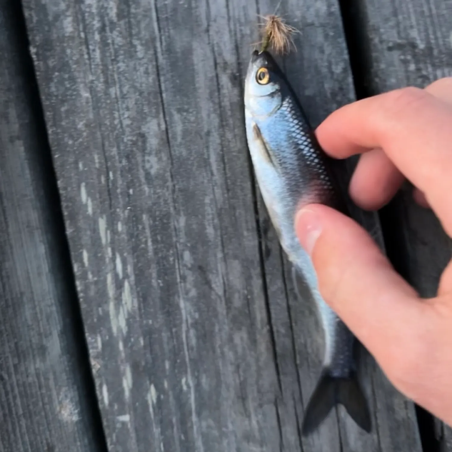 The most recent Allis shad catches on Fishbrain