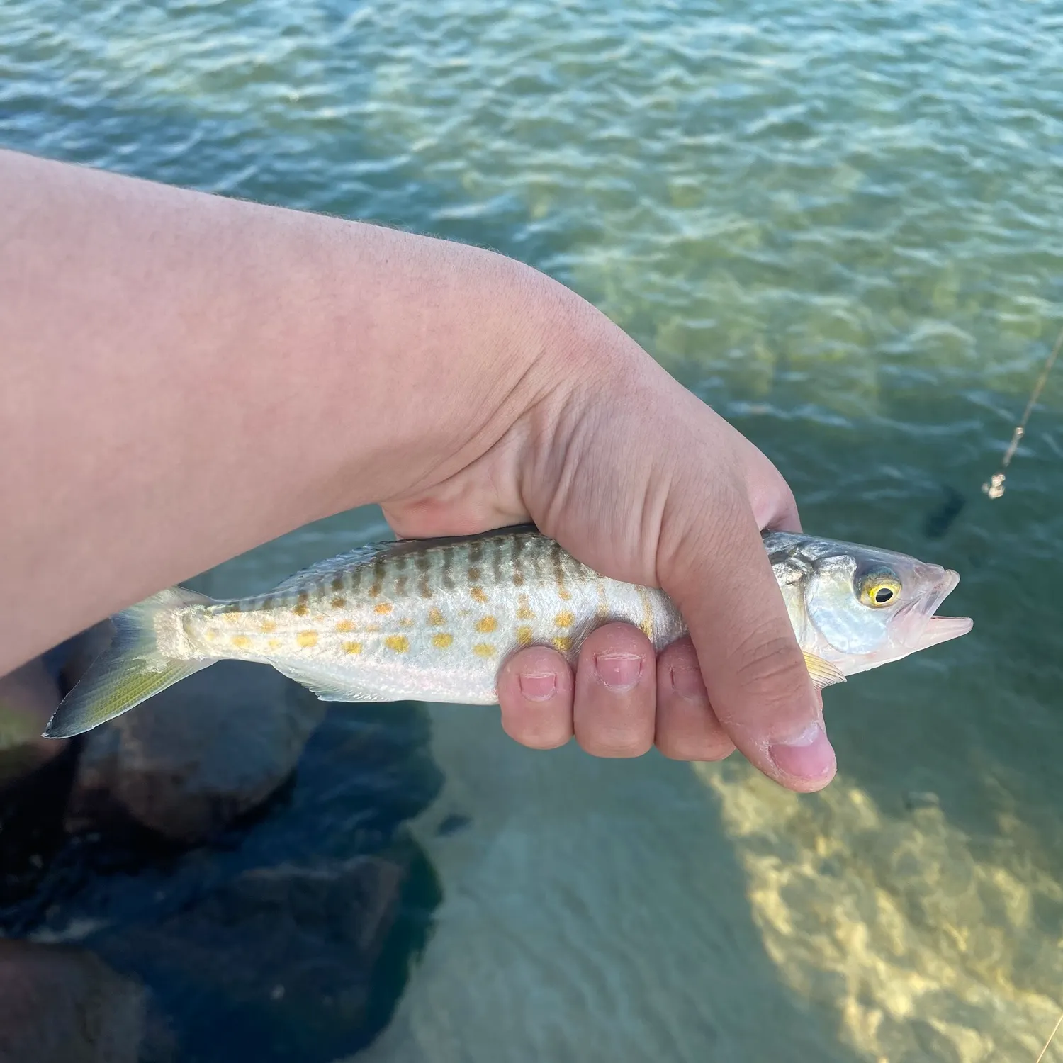 The most recent Eastern Australian salmon catches on Fishbrain