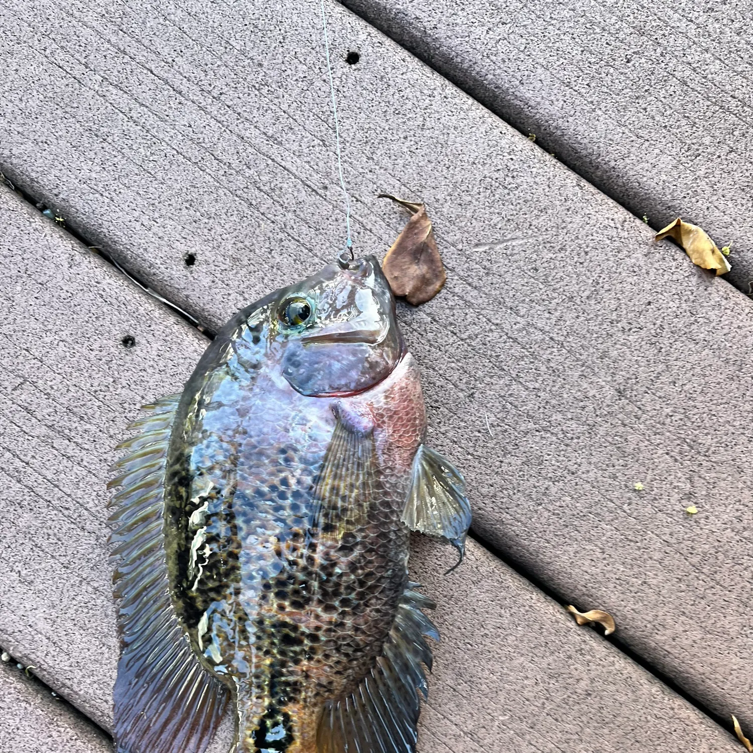 The most recent Redhead cichlid catches on Fishbrain