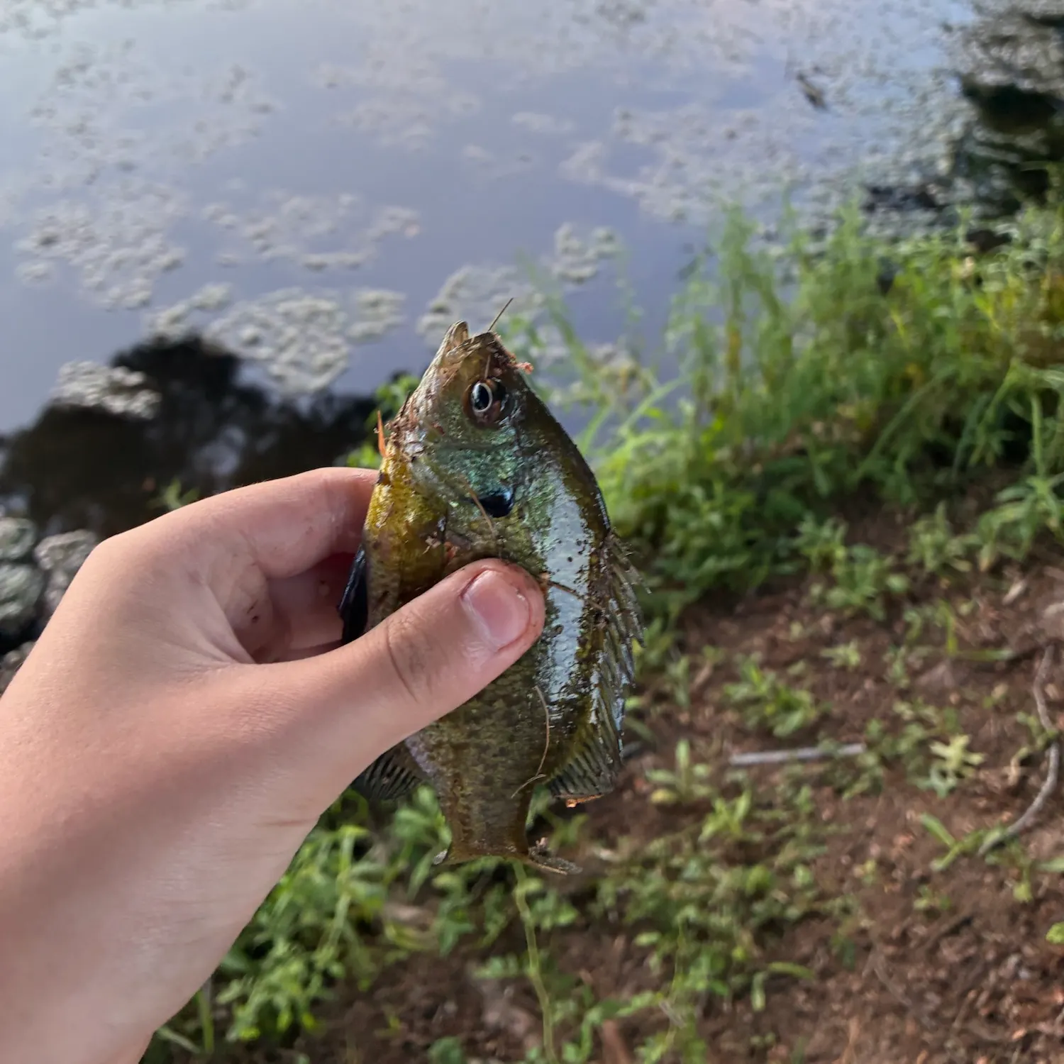 Bluegill caught on Fishbrain