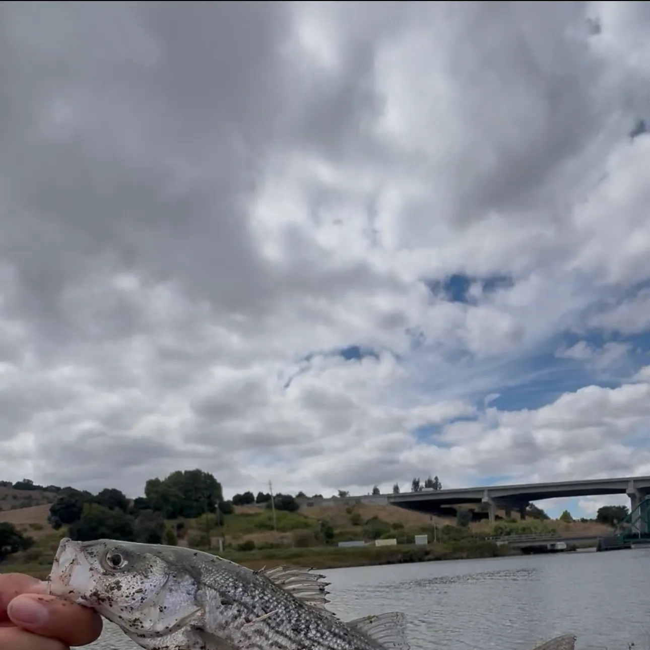 Striped bass caught on Fishbrain