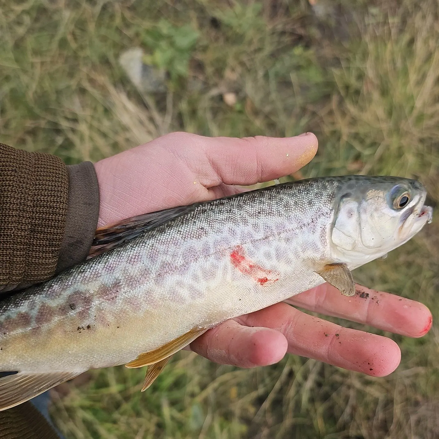 Tiger trout caught on Fishbrain