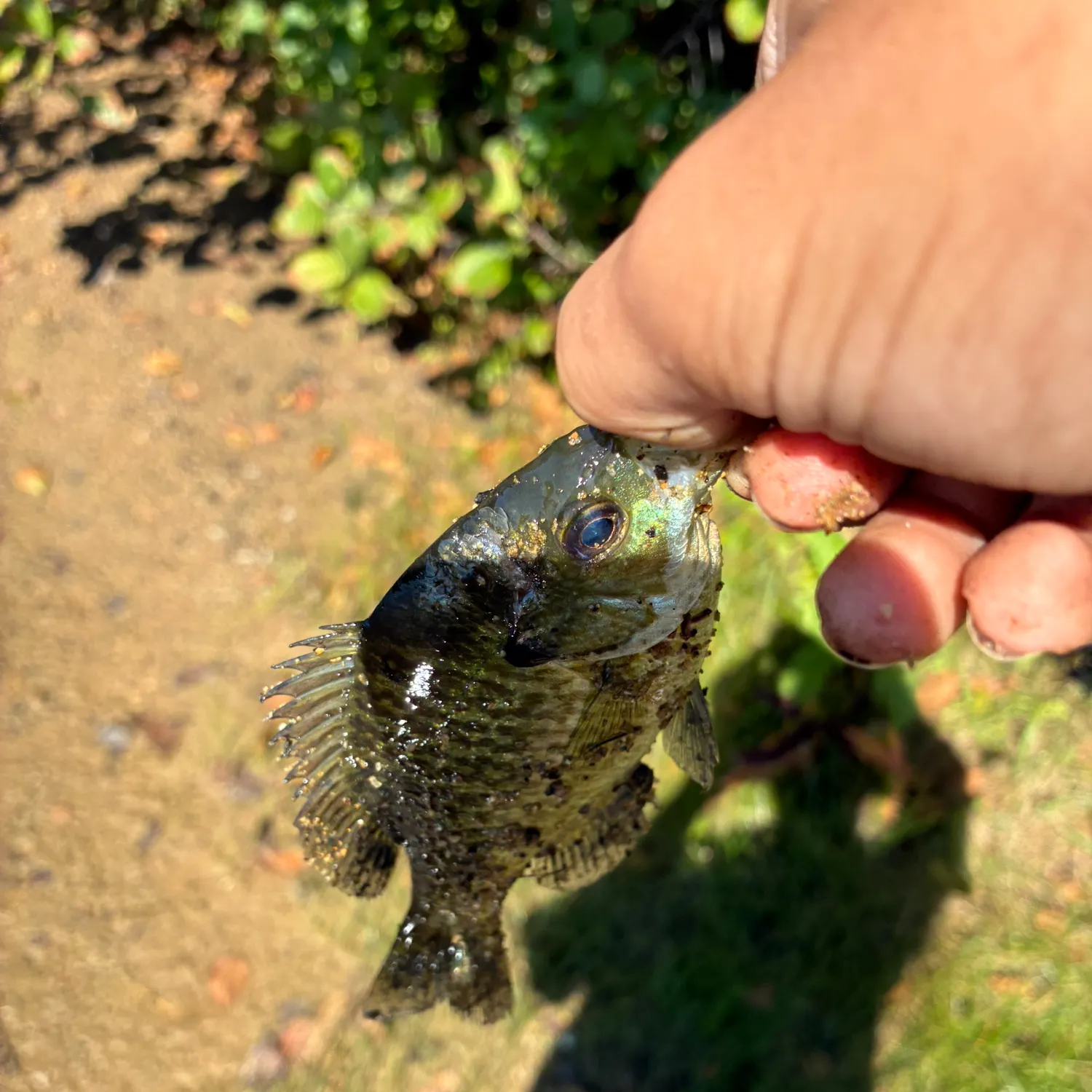 Bluegill caught on Fishbrain