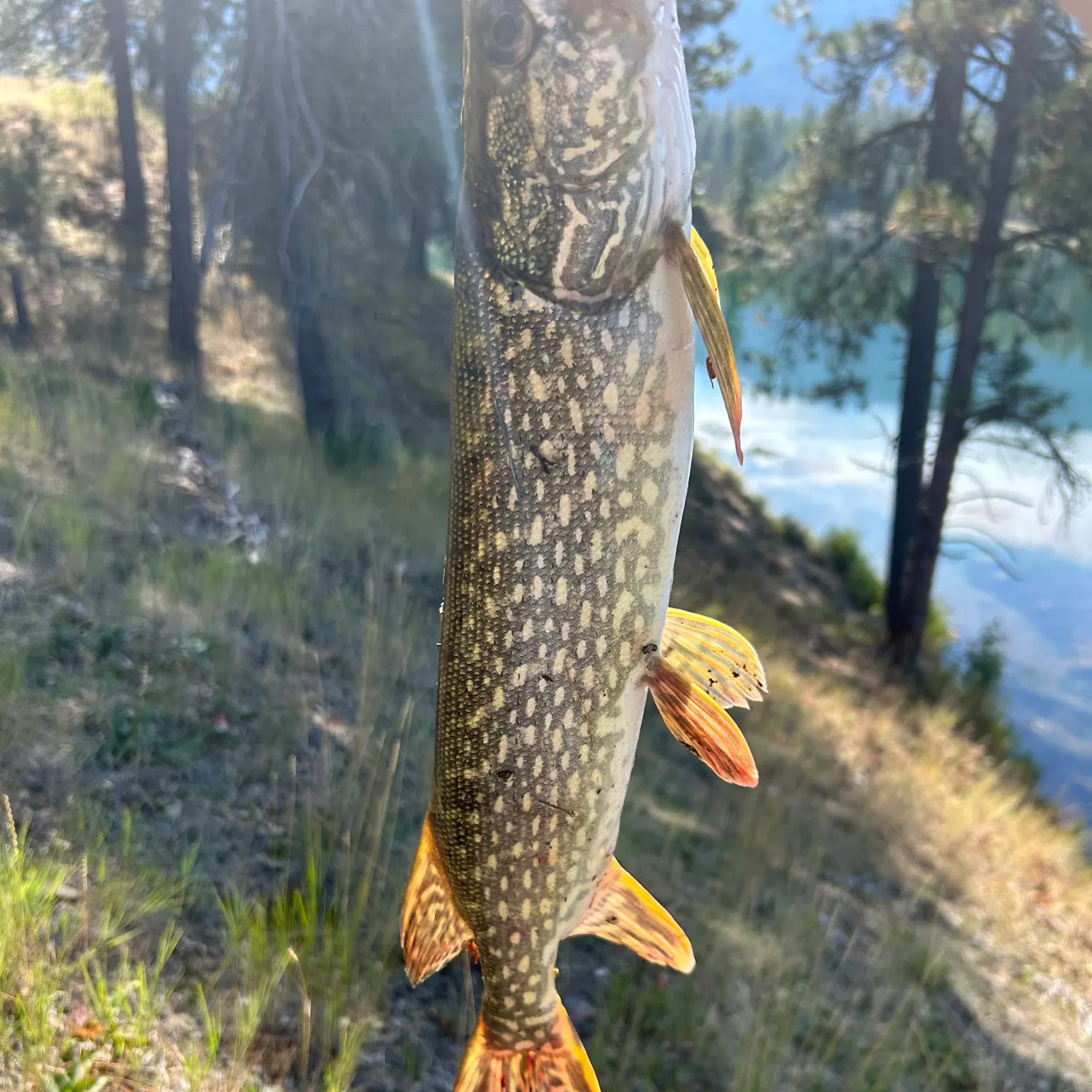 Northern pike caught on Fishbrain
