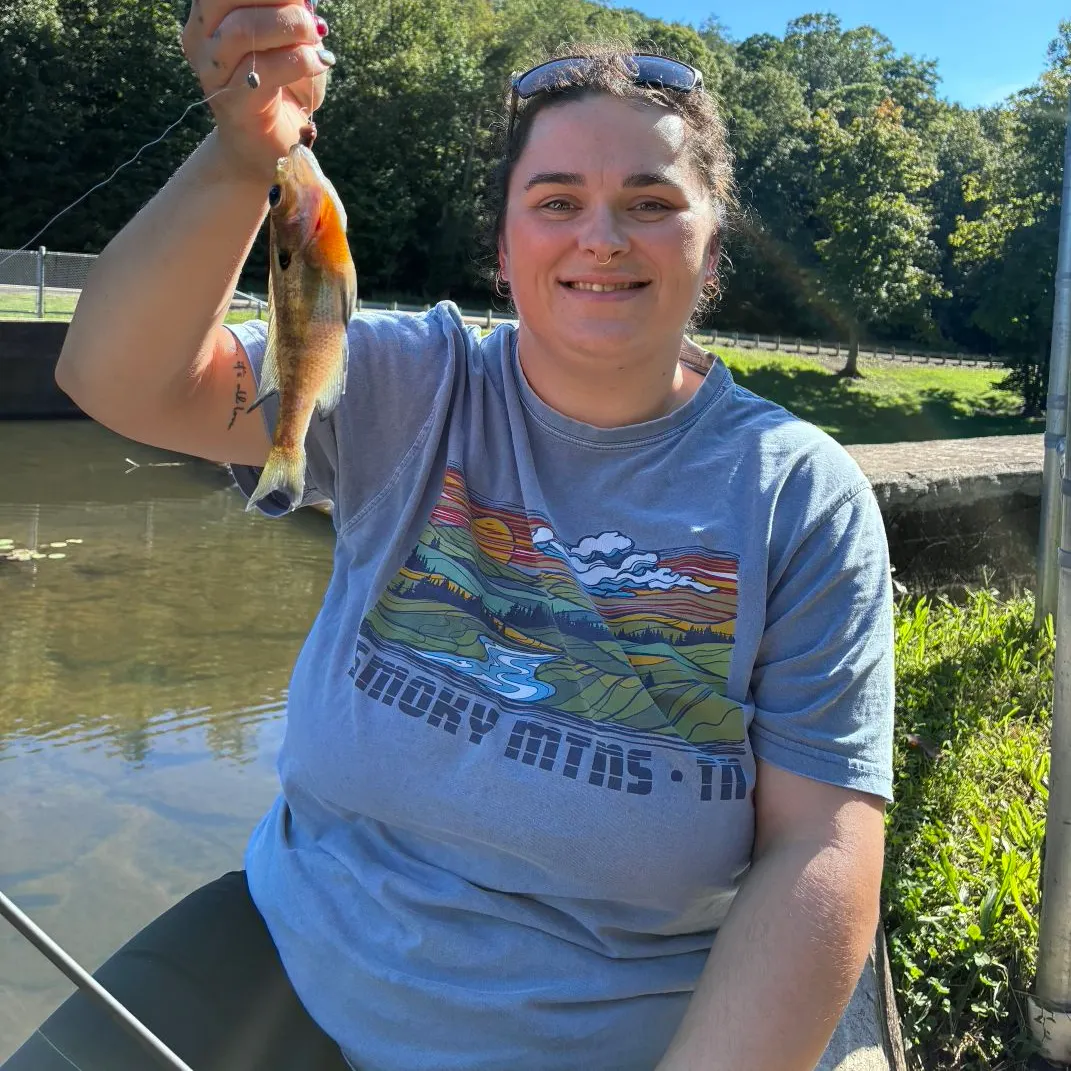 Bluegill caught on Fishbrain