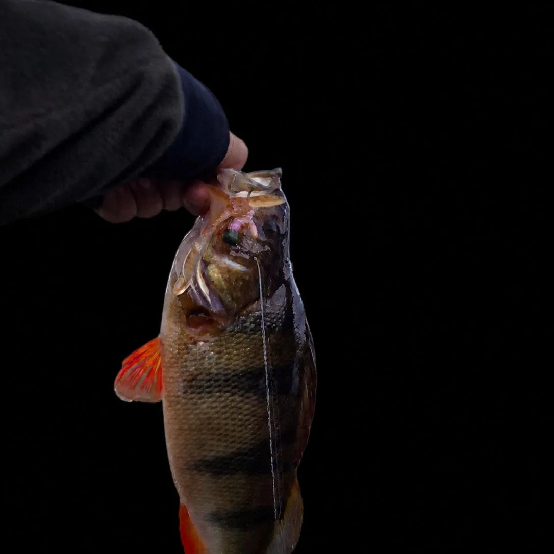European perch caught on Fishbrain