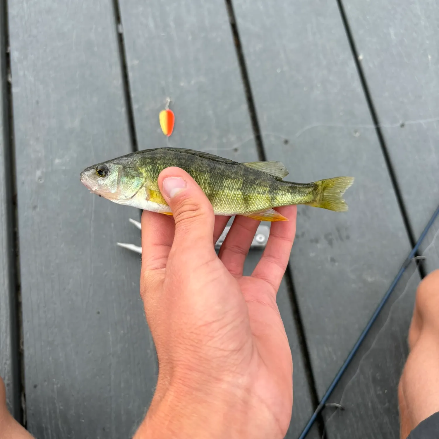 Yellow perch caught on Fishbrain