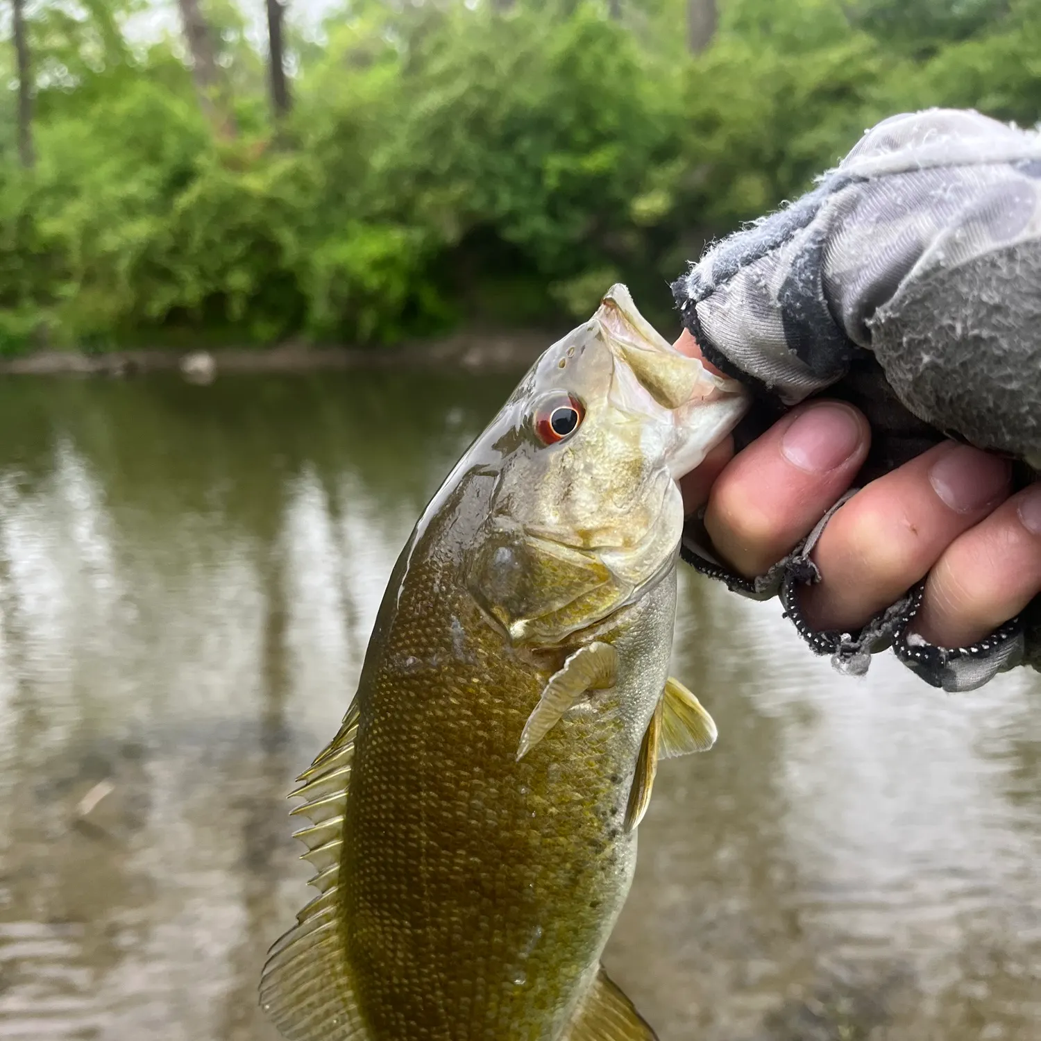 The most recent Smallmouth bass catches on Fishbrain