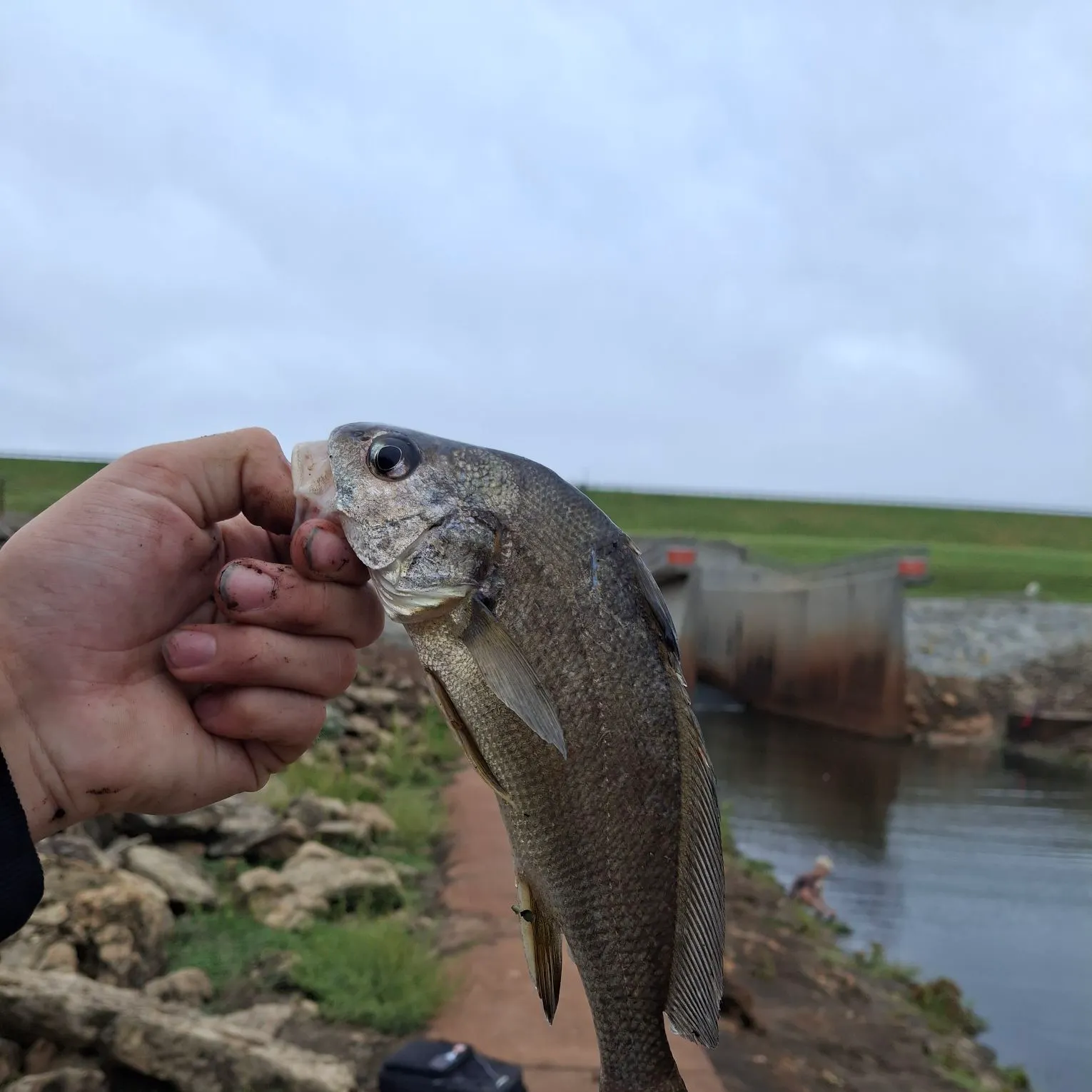 Freshwater drum caught on Fishbrain