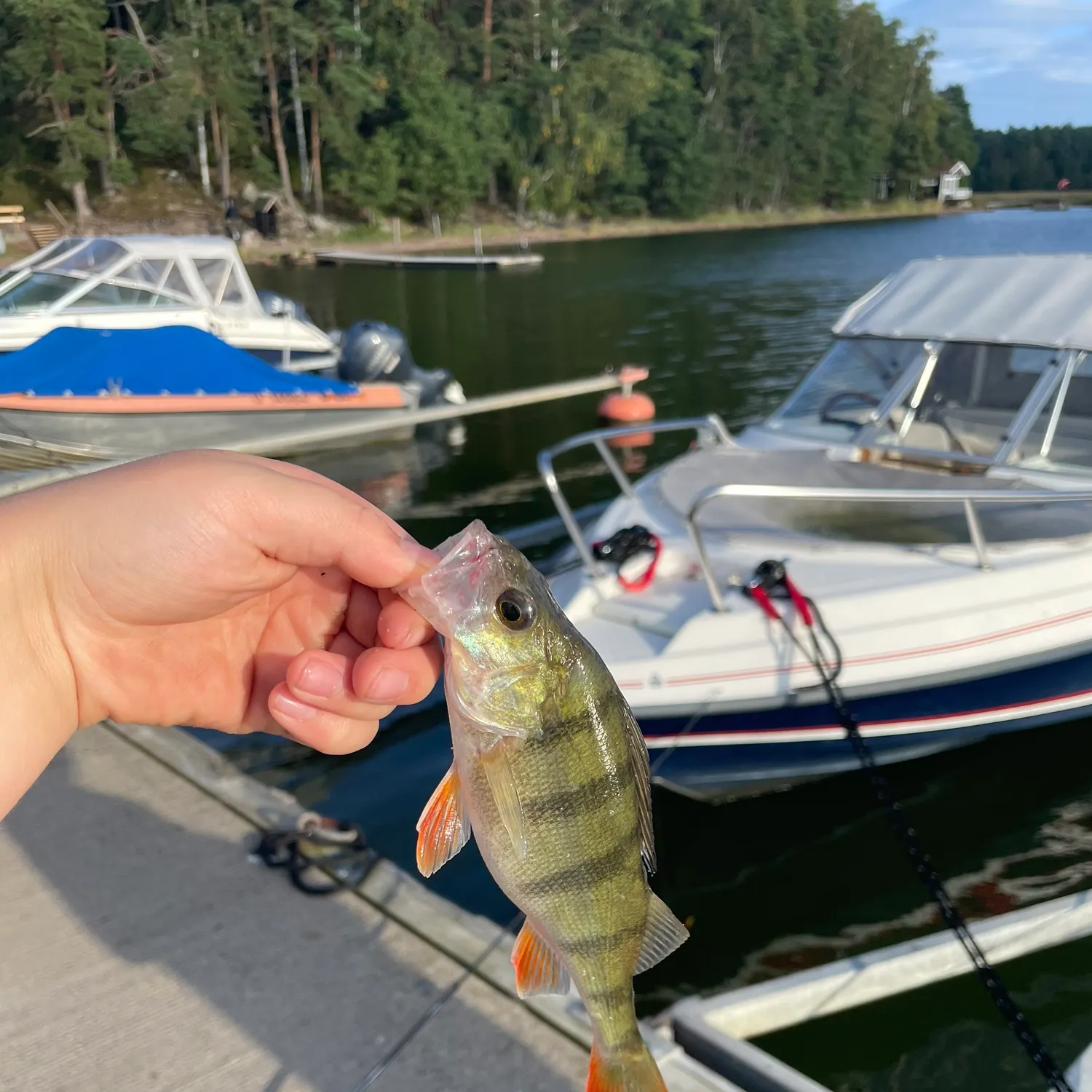 European perch caught on Fishbrain