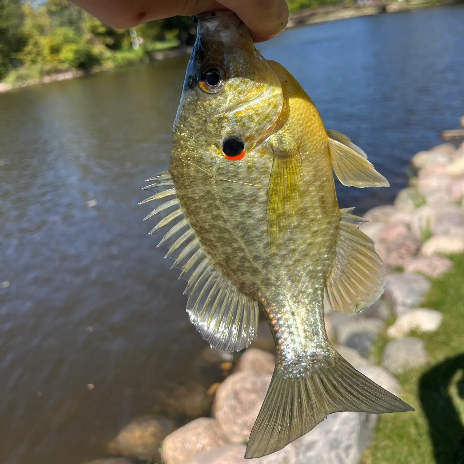 Redear sunfish caught on Fishbrain