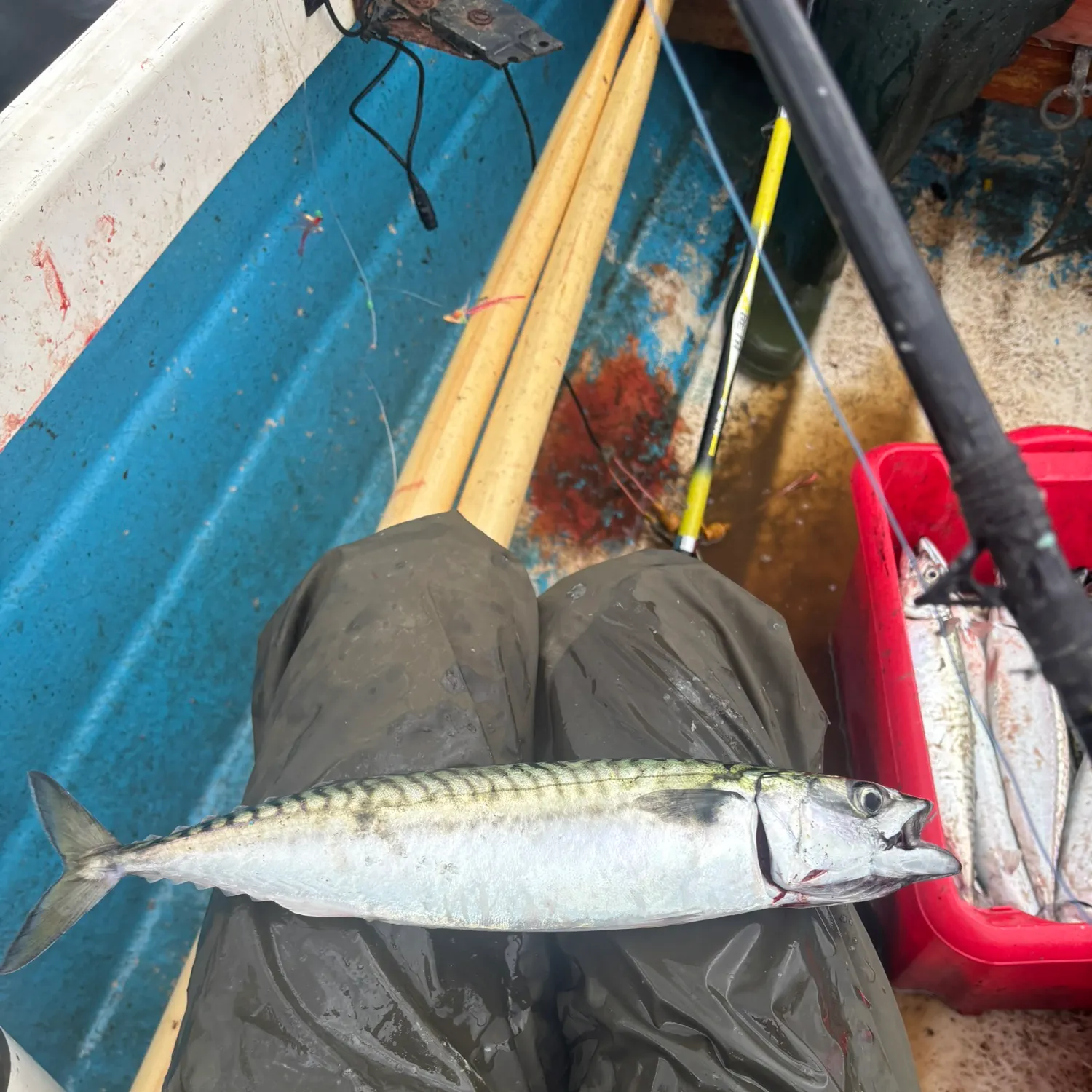 Atlantic mackerel caught on Fishbrain