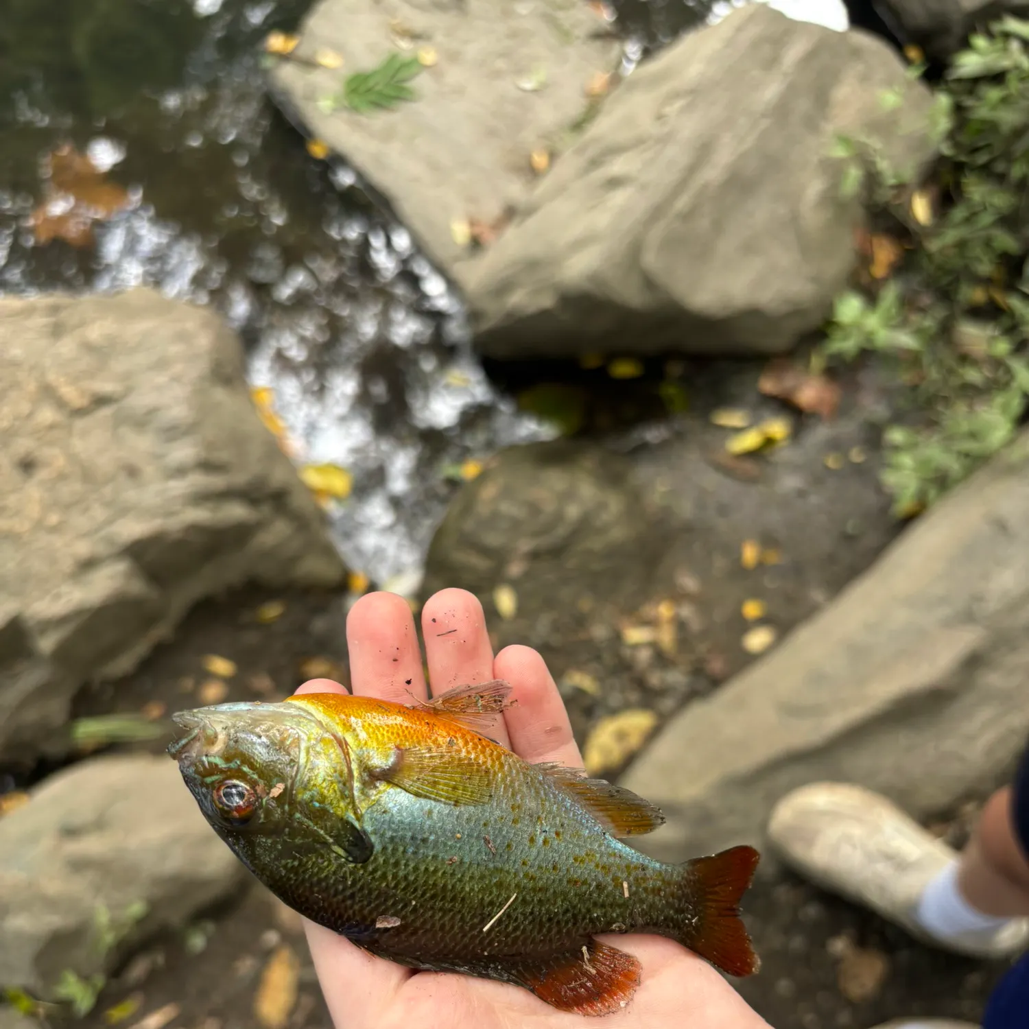 Redbreast sunfish caught on Fishbrain