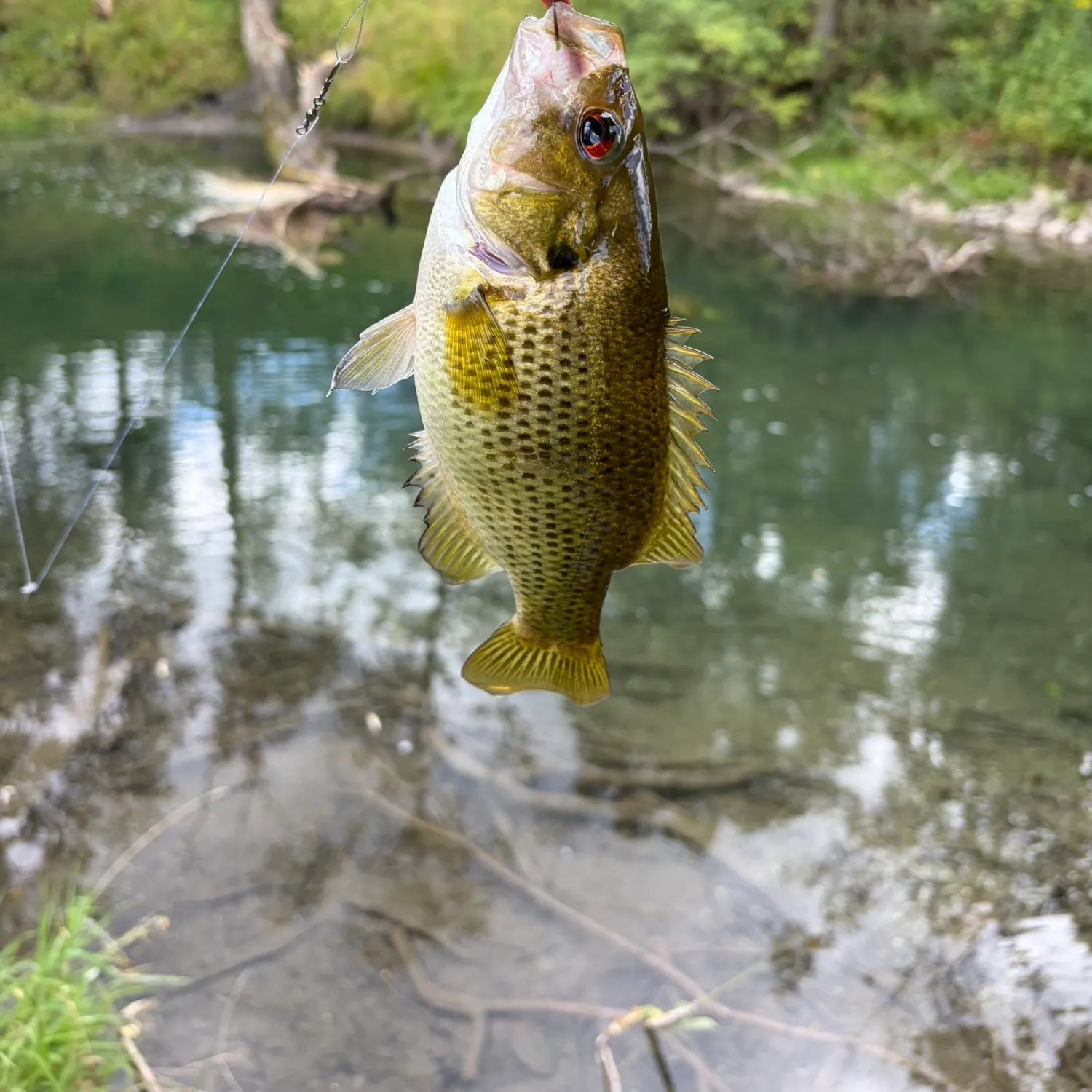 Rock bass caught on Fishbrain