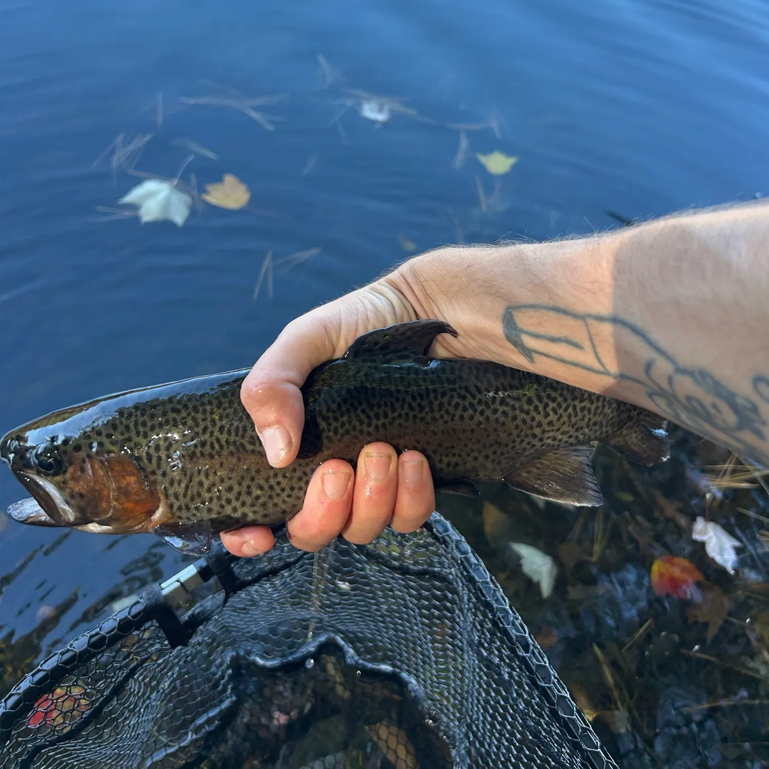 Rainbow trout caught on Fishbrain