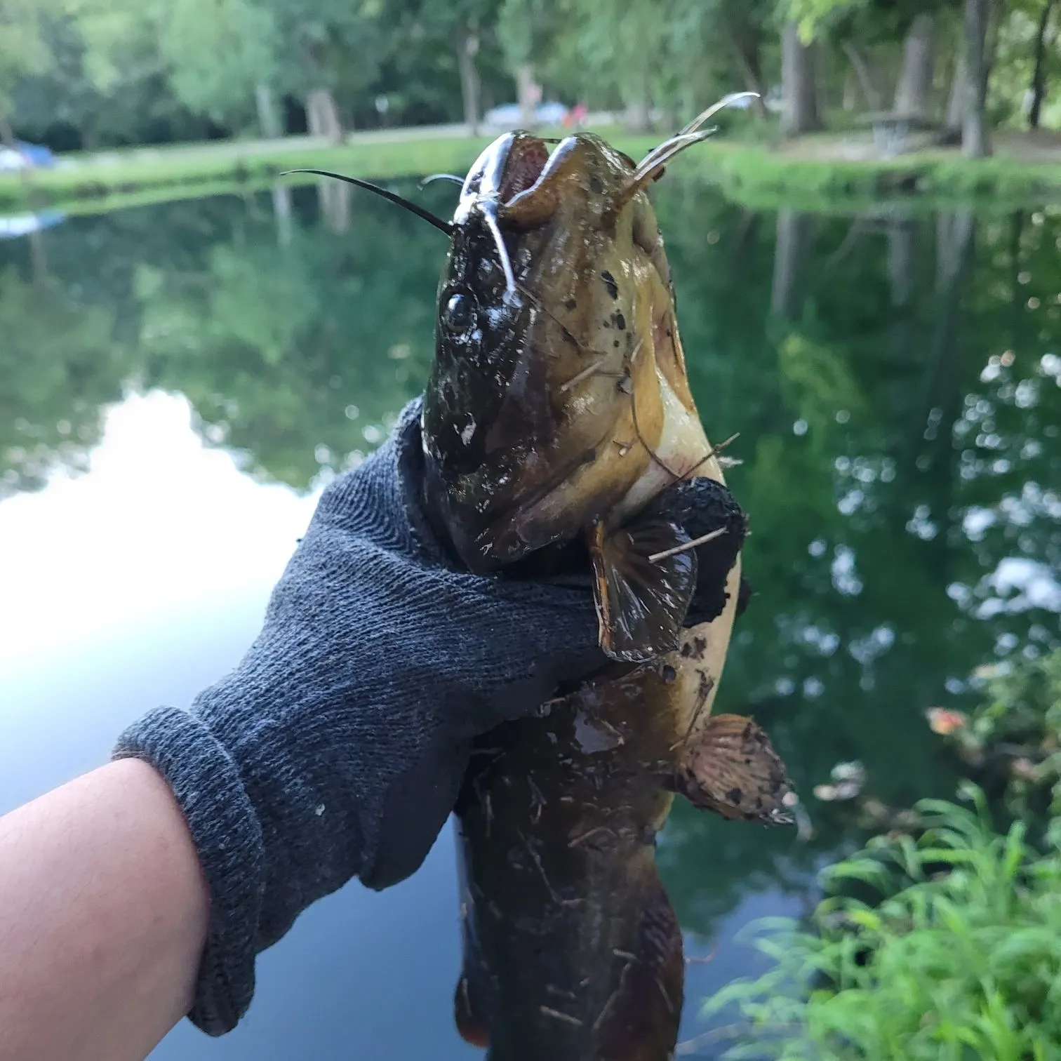 Black bullhead caught on Fishbrain