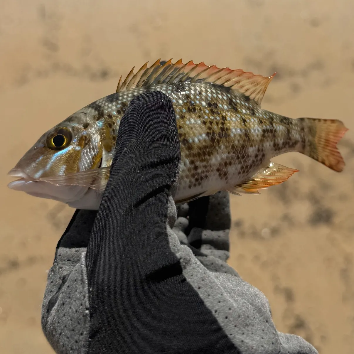 The most recent Spangled emperor catches on Fishbrain