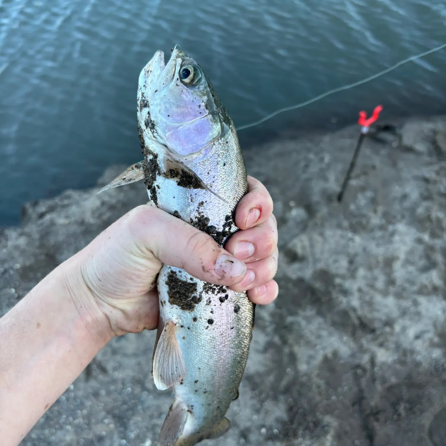 Rainbow trout caught on Fishbrain