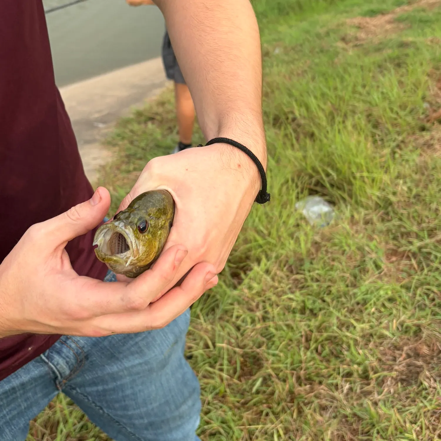 The most recent Wargill hybrid catches on Fishbrain