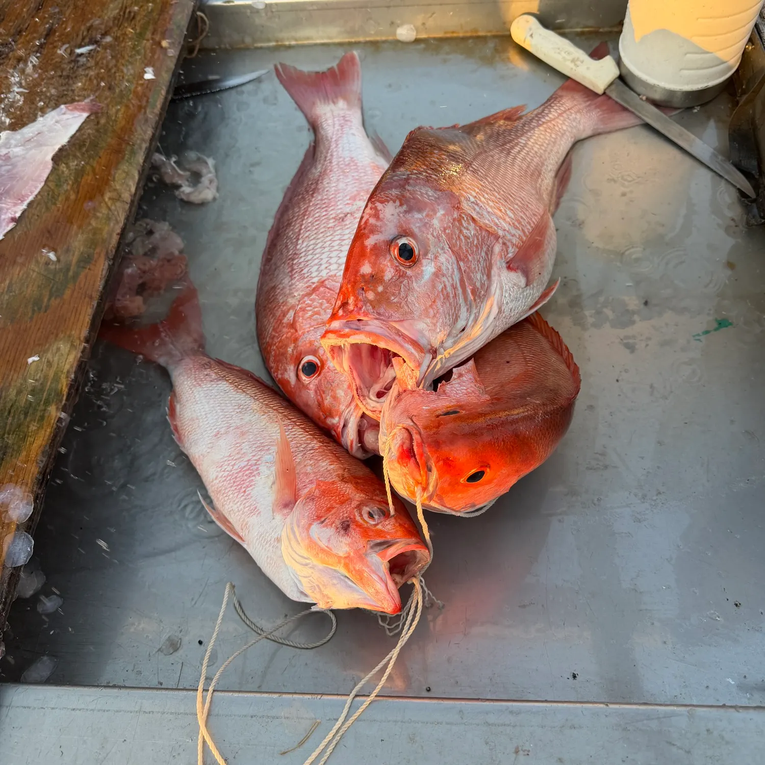 Vermilion snapper caught on Fishbrain