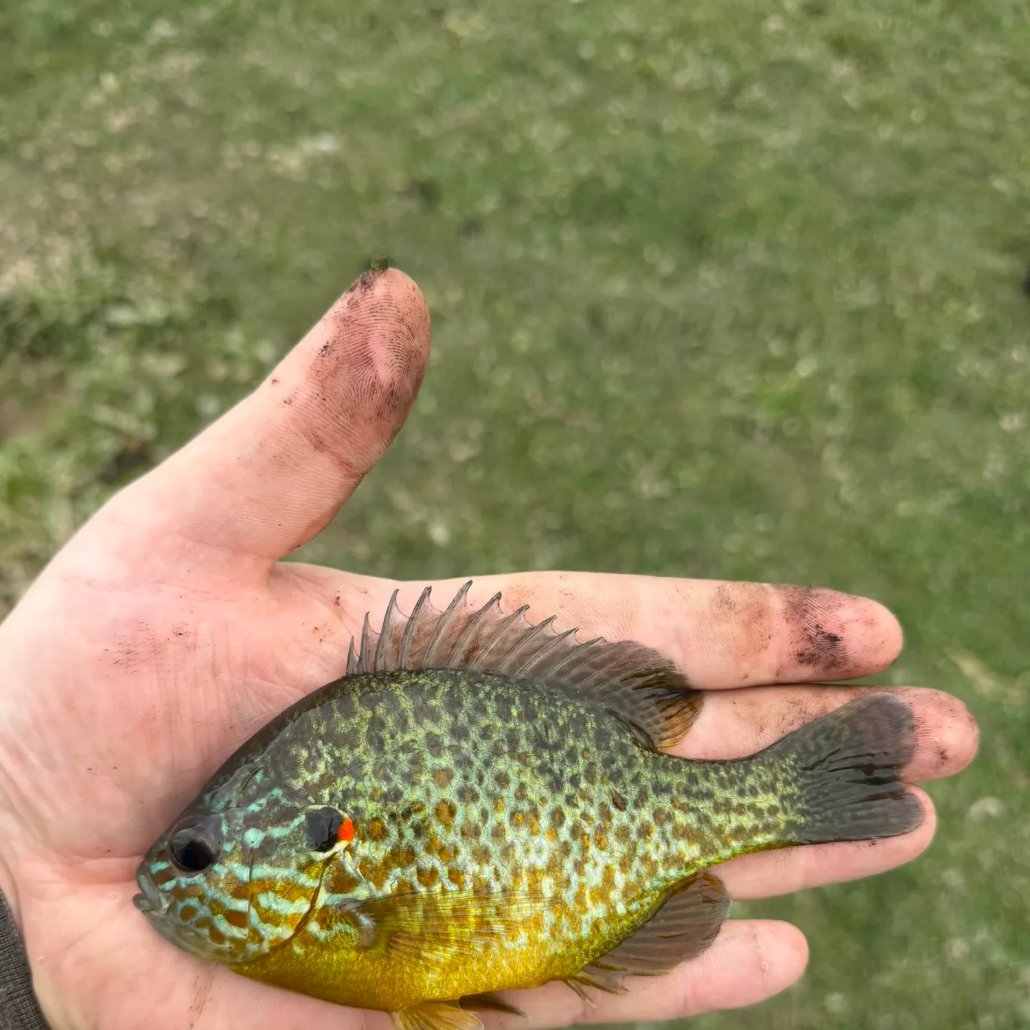 Pumpkinseed caught on Fishbrain