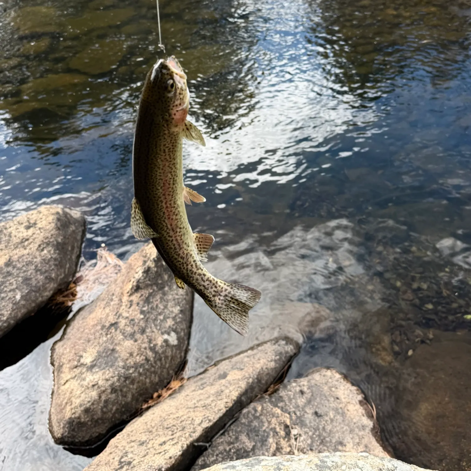 Cutbow caught on Fishbrain