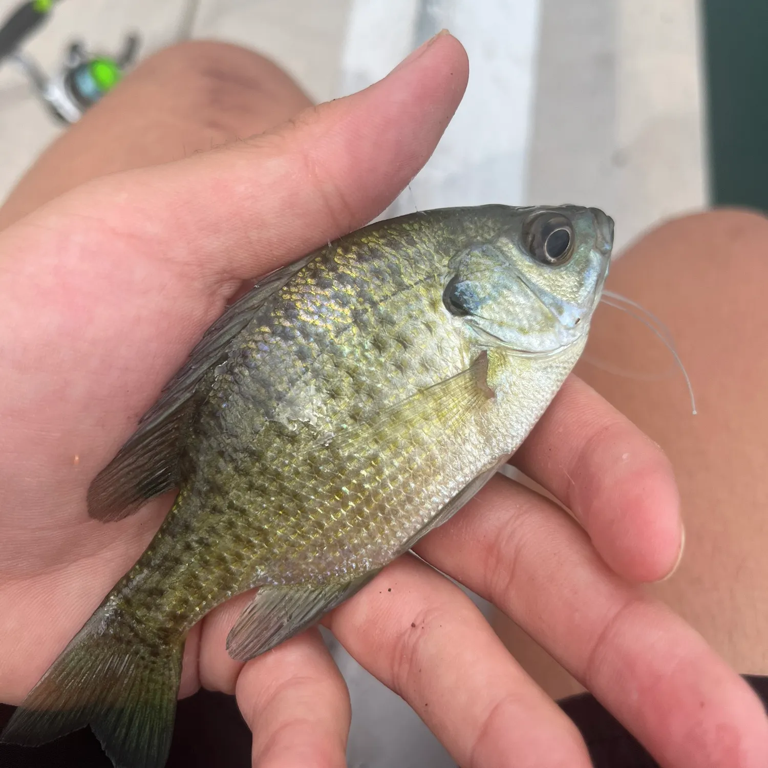 Bluegill caught on Fishbrain